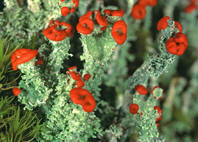 Blomsterlav (Cladonia bellidiflora)