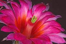 Echinocereus gentryi