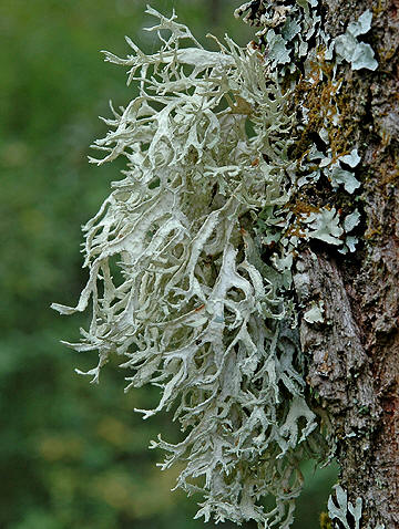 evernia prunastri rolv